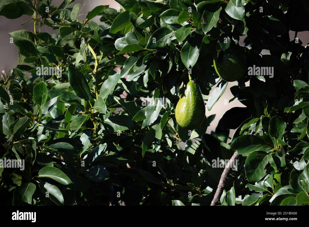 Avocat suspendu à un avocat (Persea americana) Banque D'Images