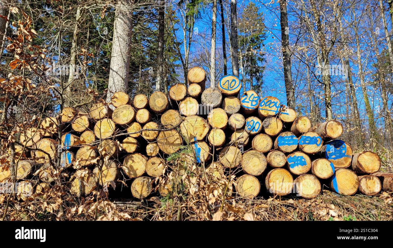 Stockage du bois de chauffage, travail dans les bois, couper le bois, bûcheron, bois de chauffage pour cheminée, ramasser le bois de chauffage dans les bois. Banque D'Images