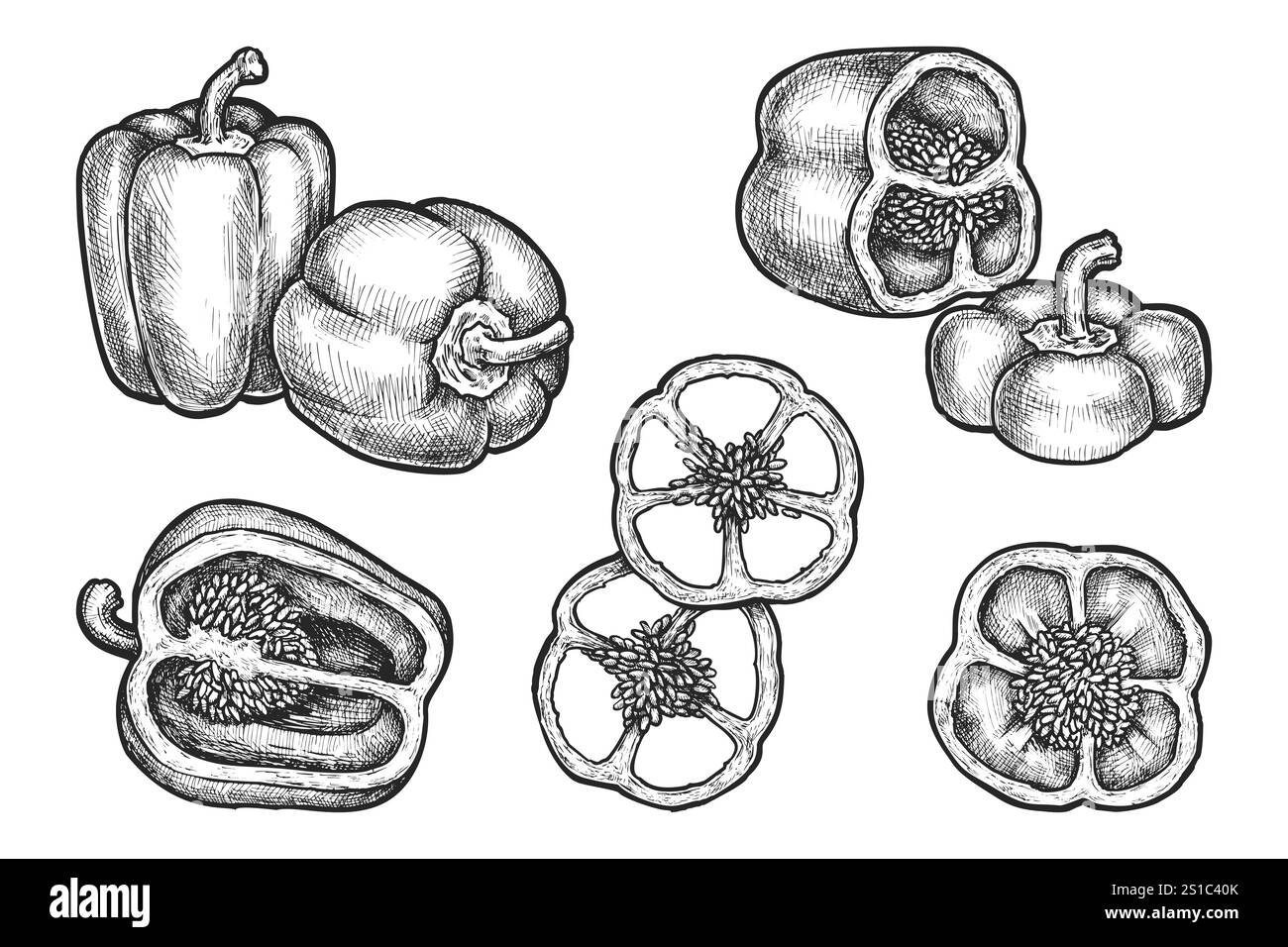 Ensemble de poivrons isolés. Croquis vectoriel de légume de ferme. Nourriture biologique dessinée à la main pour le marché de l'épicerie. Végétarien bulgare pour la nutrition végétalienne. Illustration de Vecteur