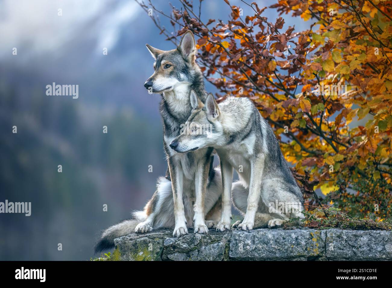 Portrait automnal d'un chien loup dans un lac des alpes Banque D'Images