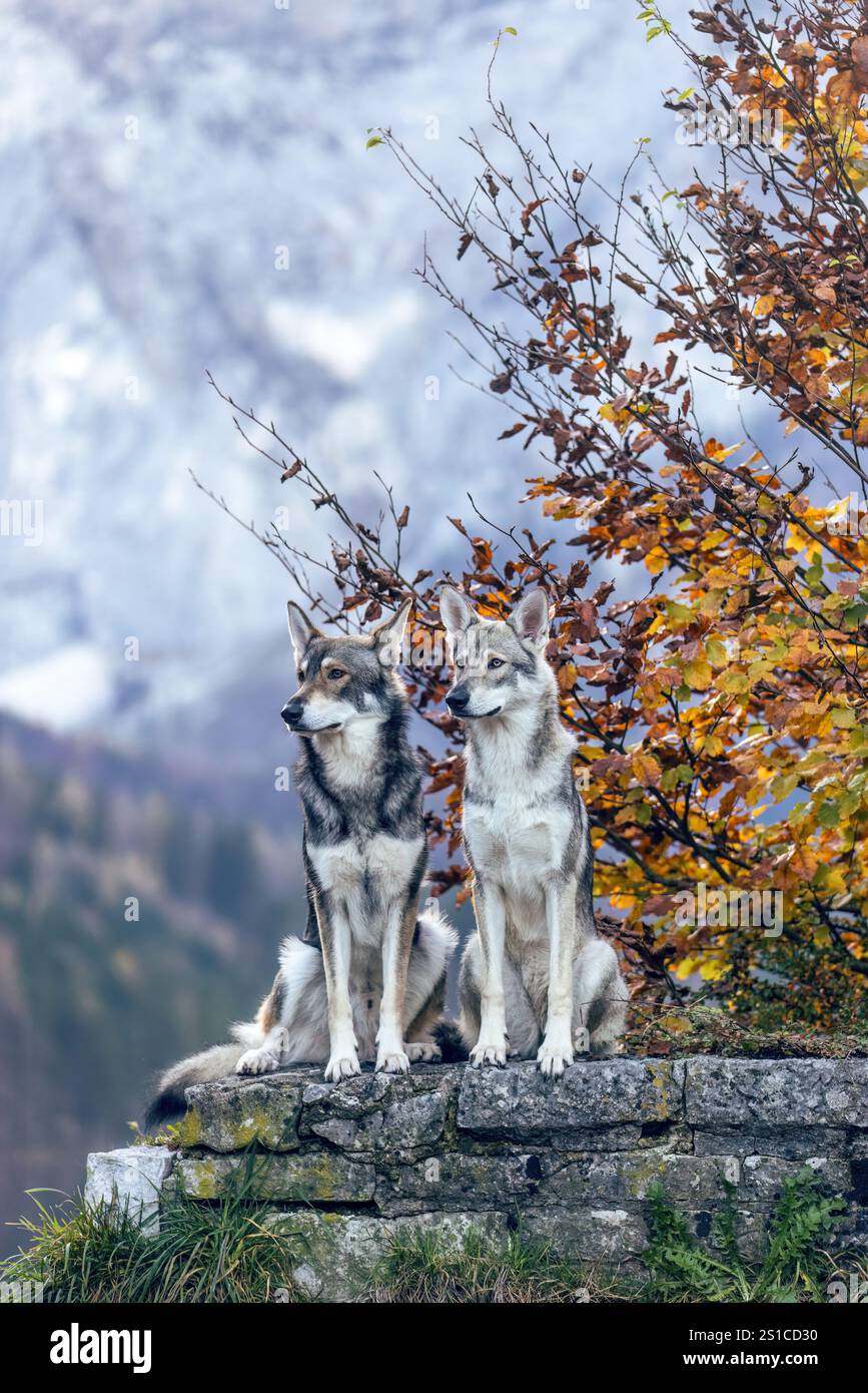 Portrait automnal d'un chien loup dans un lac des alpes Banque D'Images