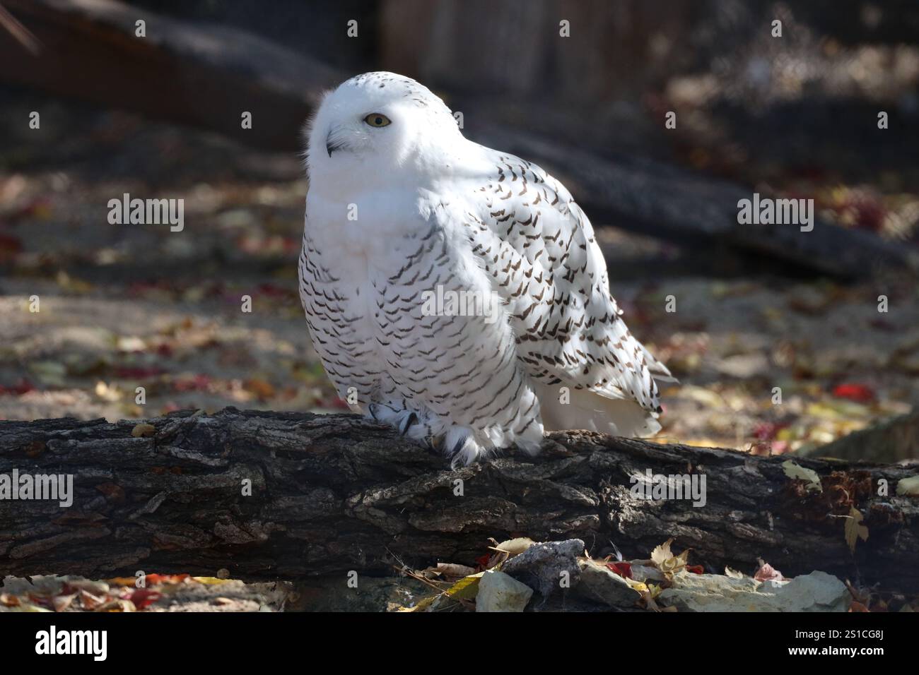 hibou des neiges perché sur une bûche Banque D'Images