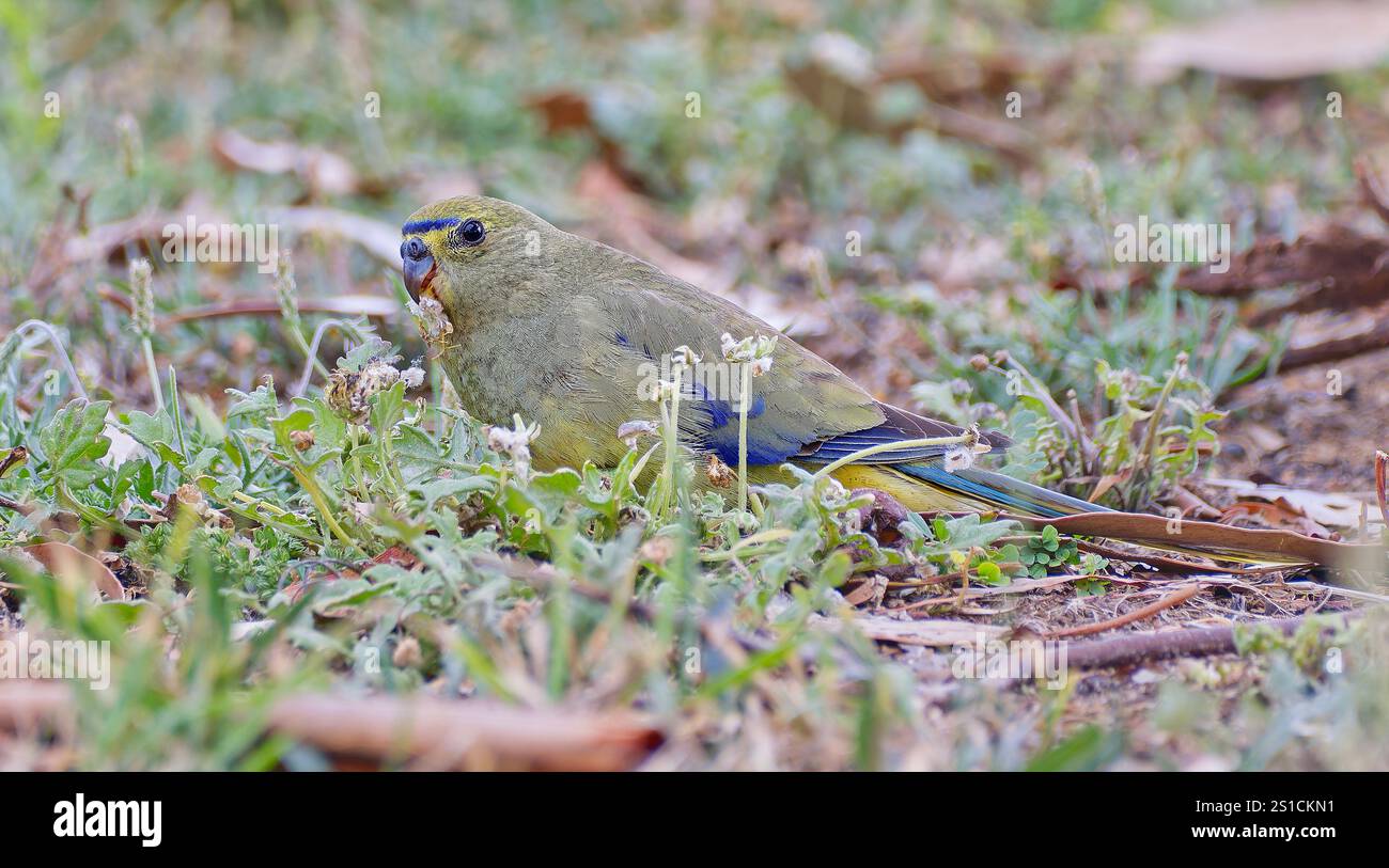 Femelle unique perroquet à ailes bleues (Neophema chrysostoma) se nourrissant dans les herbes basses et les mauvaises herbes à faible angle avec téléobjectif à Hobart, Tasmanie, Australie Banque D'Images