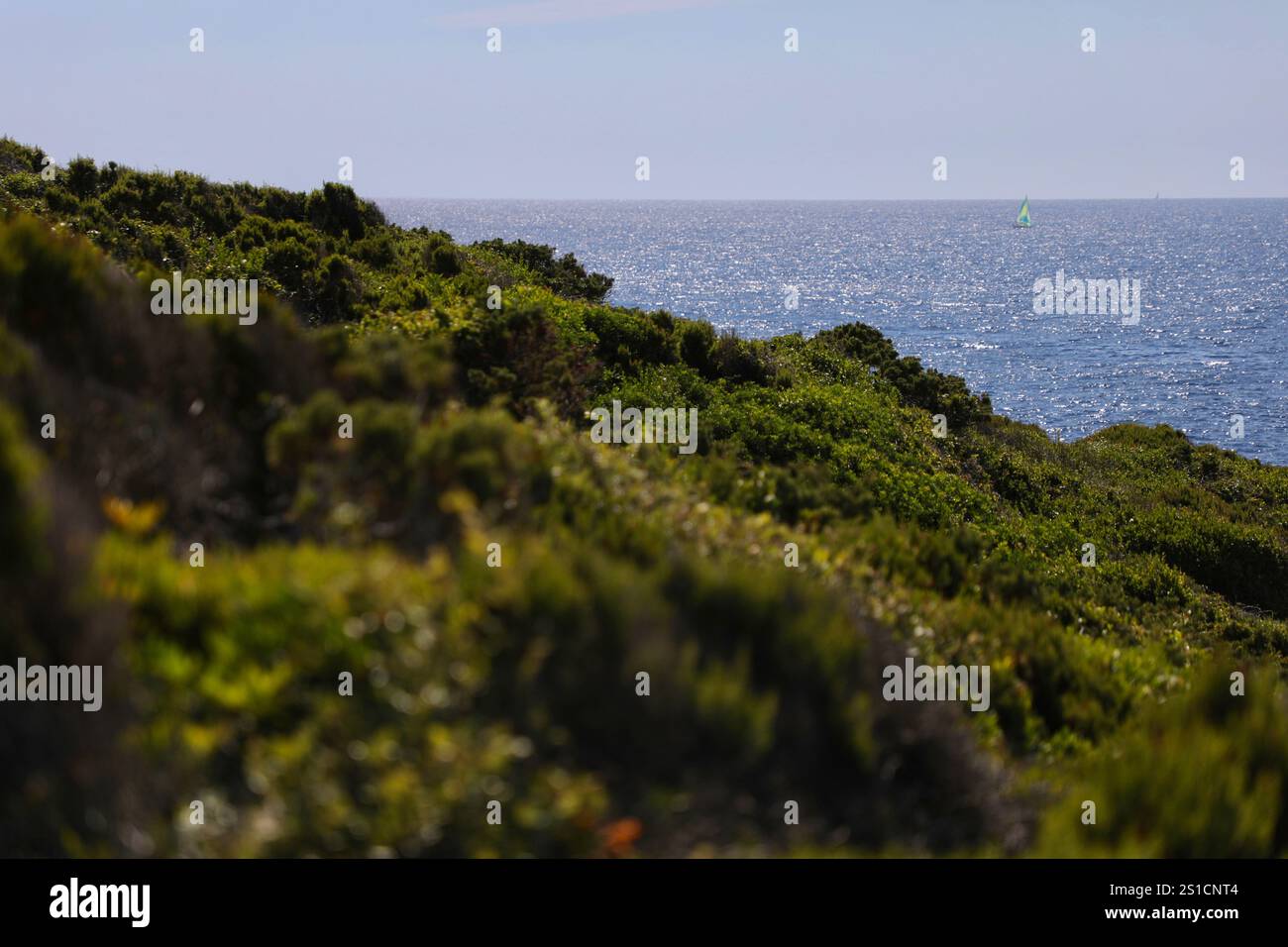 22 juin 2021, ŽLe de Porquerolles (HyèRes, Var, France : la végétation provençale surplombant la mer Méditerranée est photographiée sur l'île de Porquerolles, dans le Parc National de Port-Cros, France. (Crédit image : © Apolline Guillerot-Malick/SOPA images via ZUMA Press Wire) USAGE ÉDITORIAL SEULEMENT! Non destiné à UN USAGE commercial ! Banque D'Images