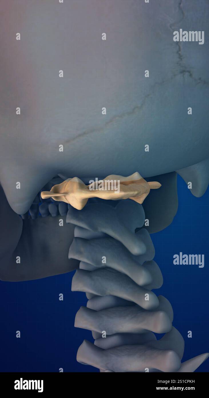 Squelette humain 3D et Atlas de structure osseuse Banque D'Images