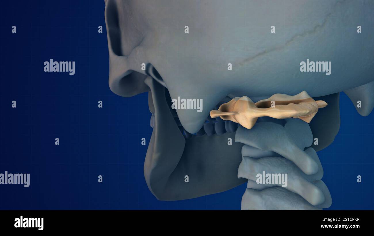 Anatomie du squelette humain et atlas de la structure osseuse Banque D'Images