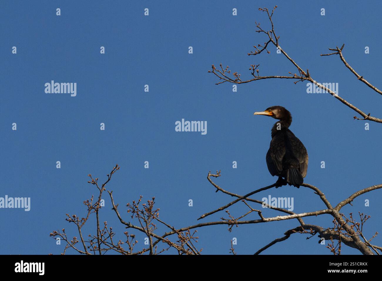 Un cormoran japonais (Phalacrocorax capillatus) dans un arbre à Kanagawa, Japon. Banque D'Images