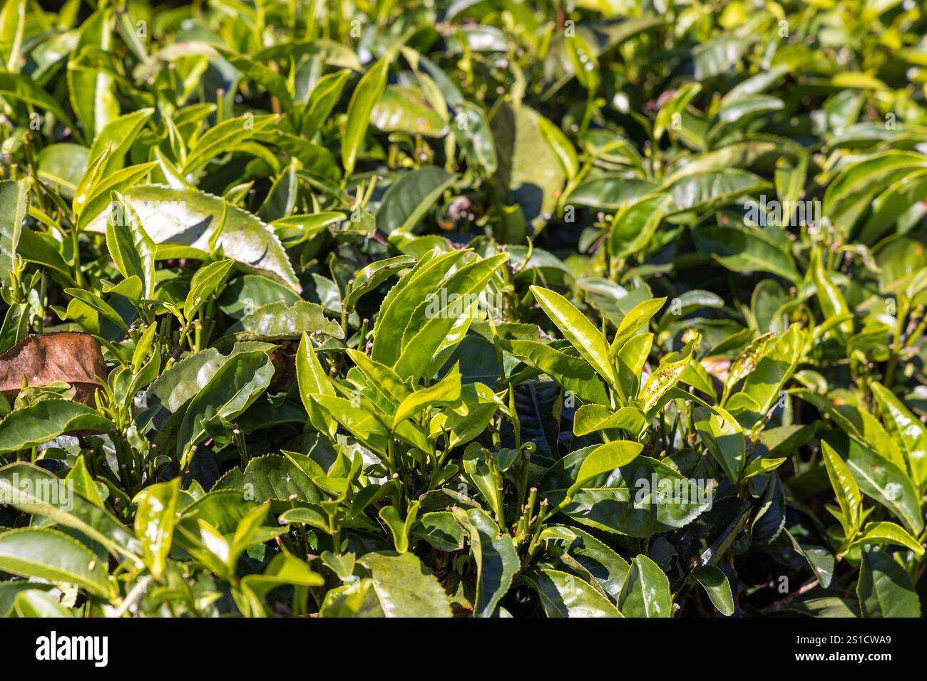 Feuilles vertes sur un théier, plantation de thé, Thaïlande Banque D'Images
