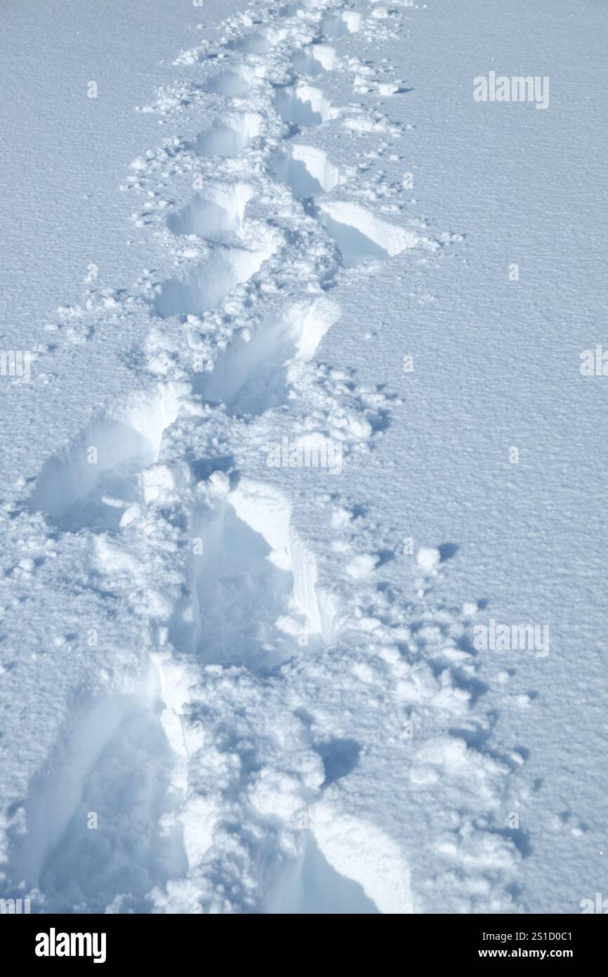 Pistes de raquettes dans la neige fraîche à Etna Park, Sicile, Italie (2) Banque D'Images