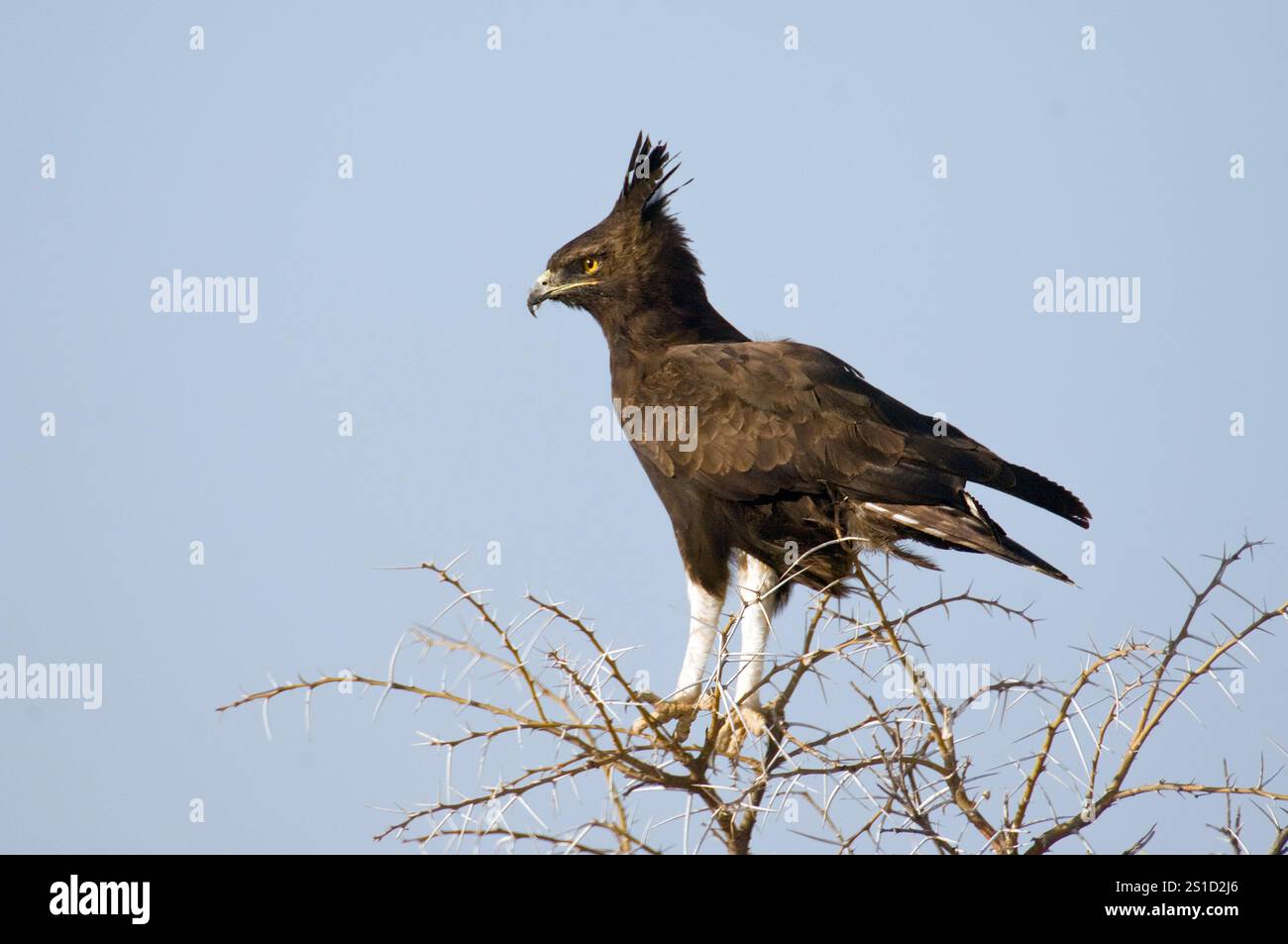 Aigle à crête longue (Lophaetus occipitalis) de Samburu NP, Kenya. Banque D'Images