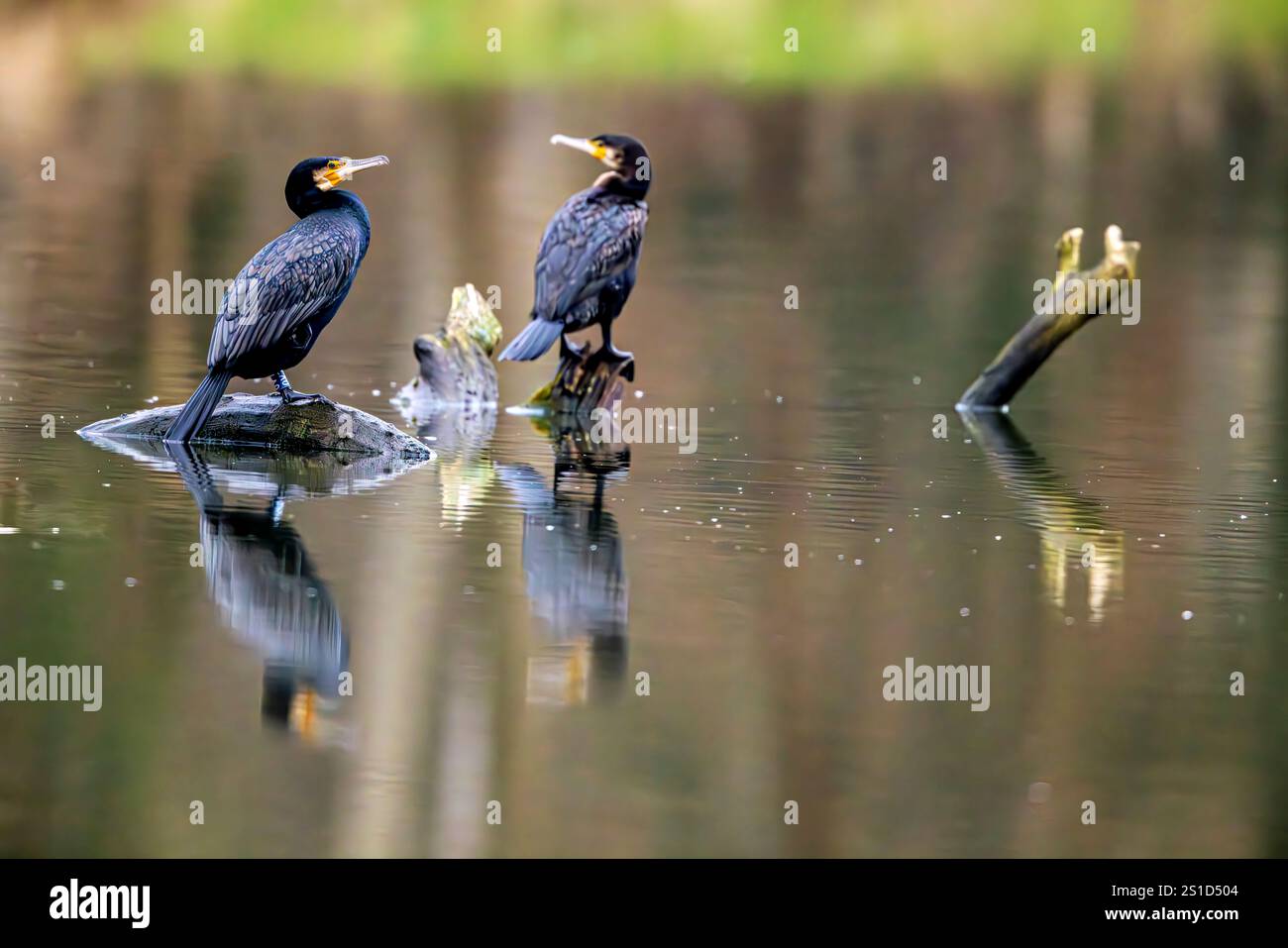 Un cormoran dans les zones humides Banque D'Images
