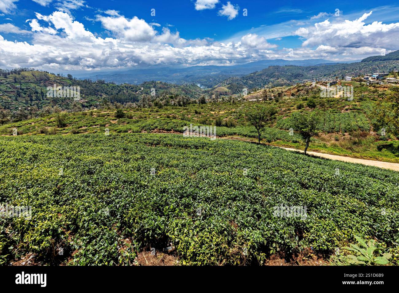Le paysage des hauts plateaux du Sri Lanka à Nuwara Eliya Banque D'Images
