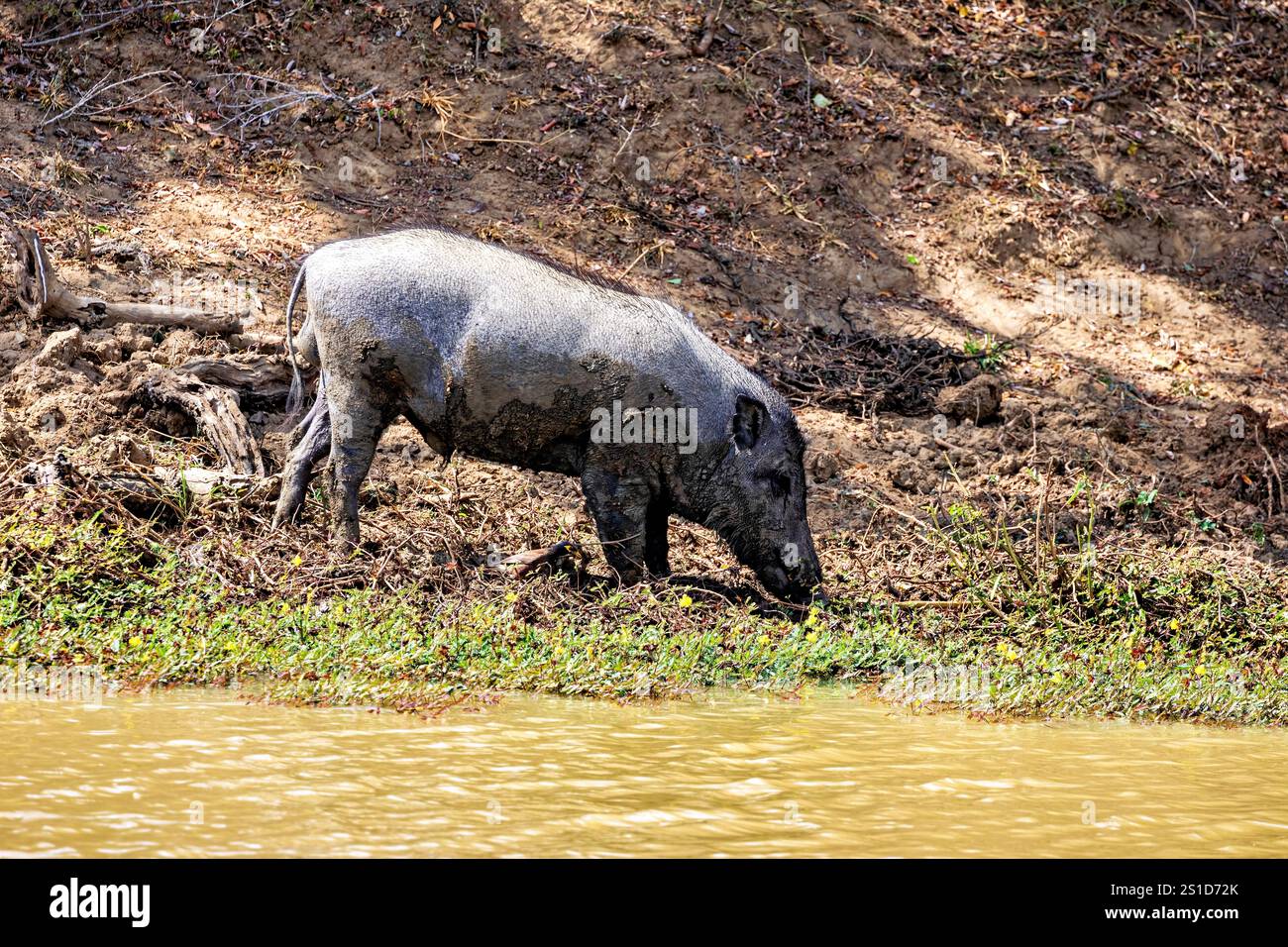 Les sangliers du parc national de Yala au Sri Lanka Banque D'Images