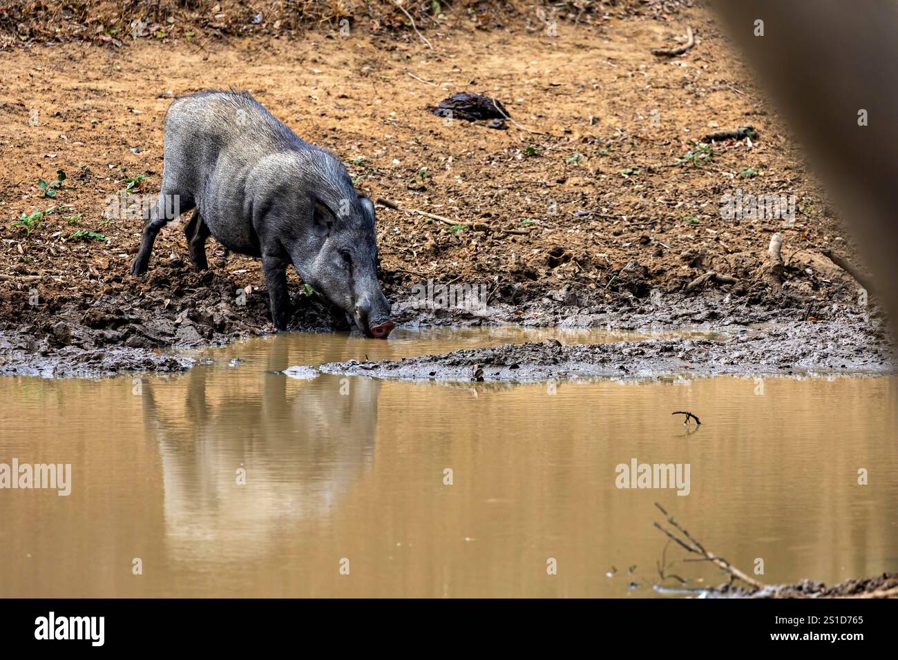 Les sangliers du parc national de Yala au Sri Lanka Banque D'Images