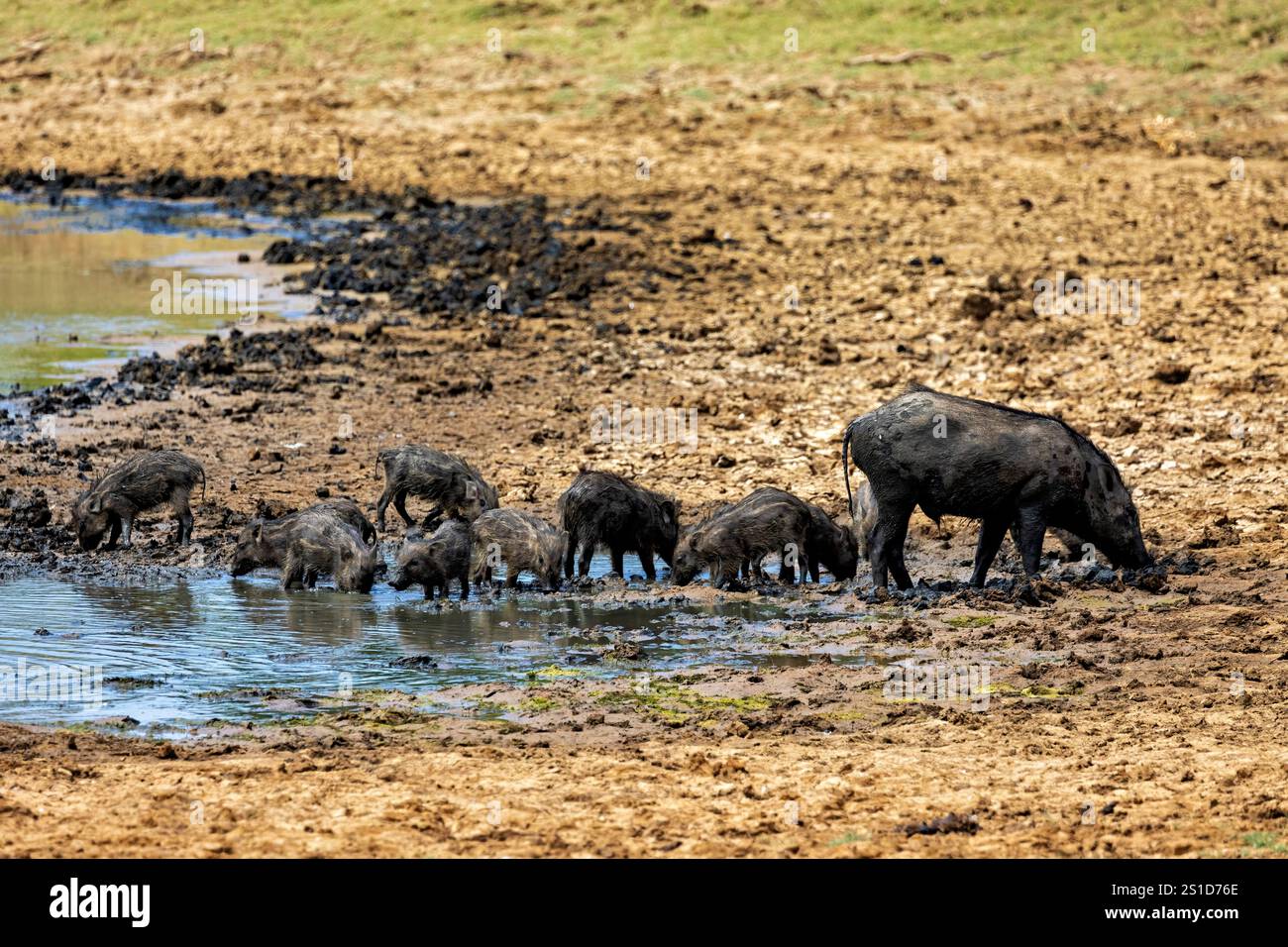 Les sangliers du parc national de Yala au Sri Lanka Banque D'Images