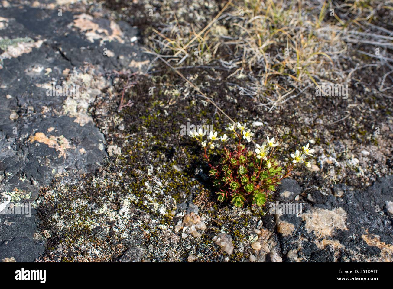 Un gros plan de Saxifraga cespitosa, également connu sous le nom de saxifrage alpin touffeté ou saxifrage touffeté, une plante à fleurs robuste qui prospère au Groenland Banque D'Images