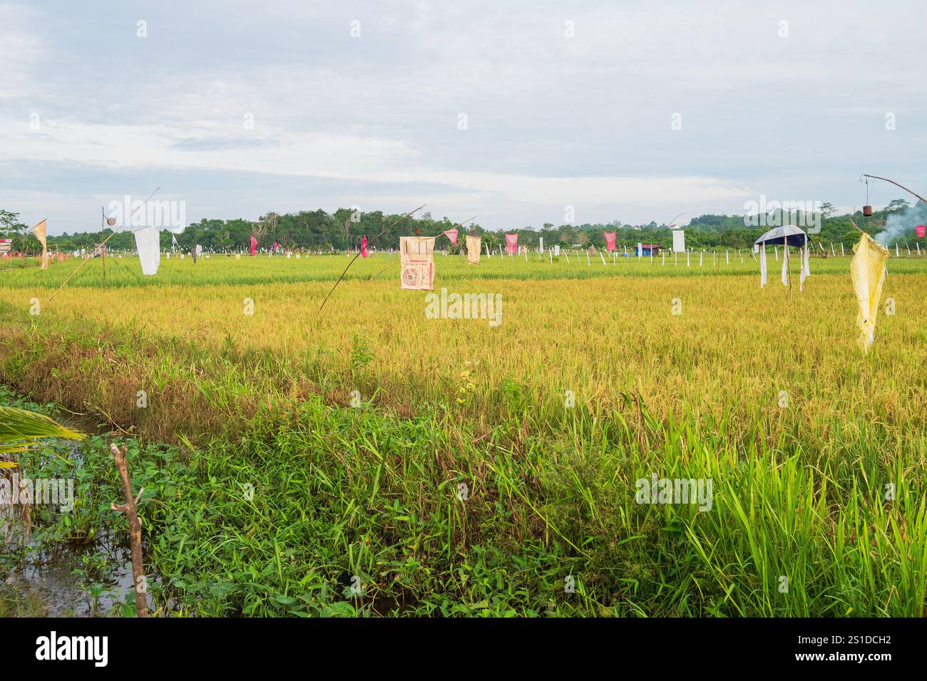 Rizières dans la zone Teritip de la ville de ​​Balikpapan Banque D'Images