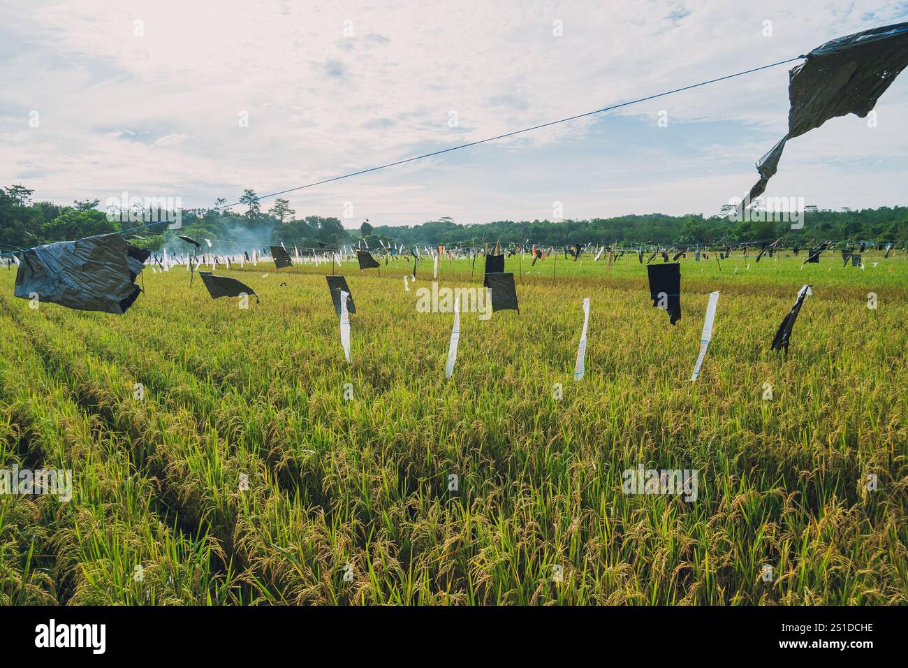 Rizières dans la zone Teritip de la ville de ​​Balikpapan Banque D'Images