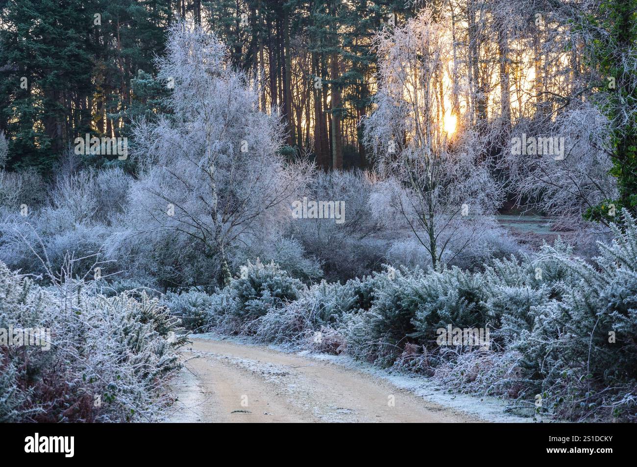 Linford Bottom, New Forest, Ringwood, Hampshire, Angleterre, Royaume-Uni, 3 janvier 2025, Météo : gel dur pendant la nuit avec une température inférieure à moins 6 dans la campagne à l'aube. Paul Biggins/Alamy Live News Banque D'Images