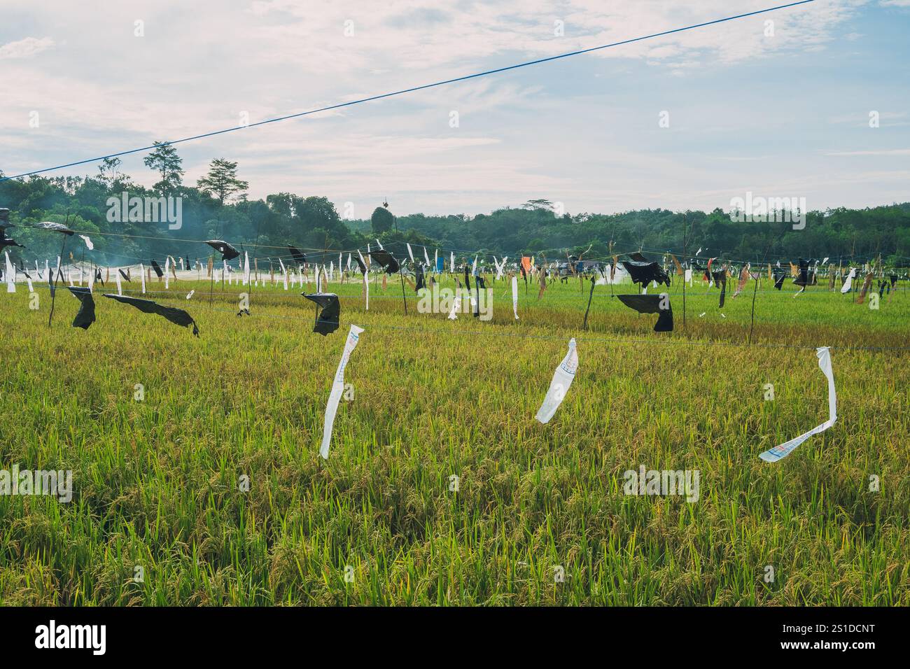 Rizières dans la zone Teritip de la ville de ​​Balikpapan Banque D'Images