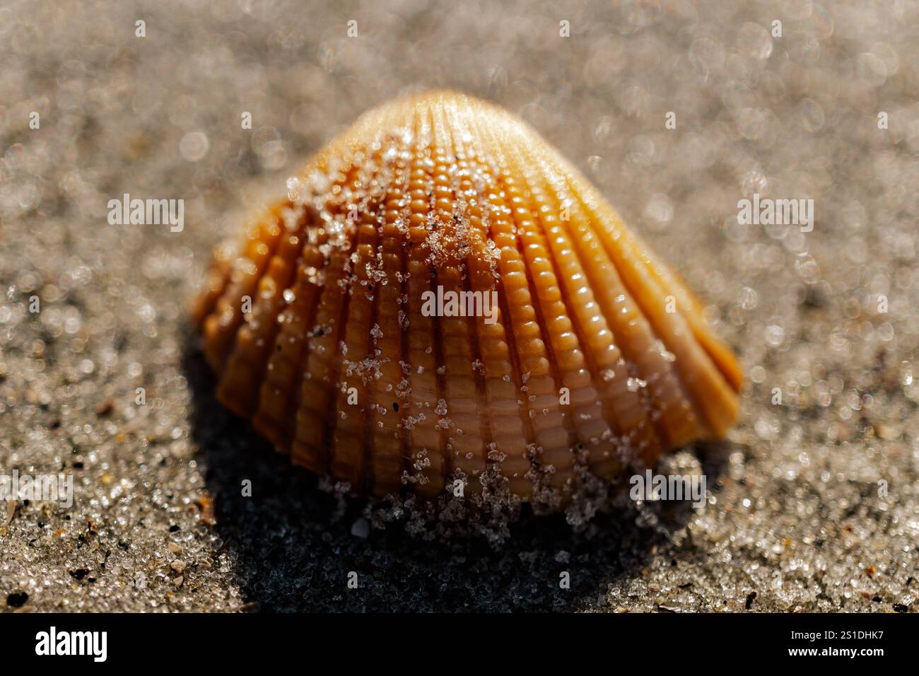 Coquillage qui ressemble à une épi de maïs Banque D'Images