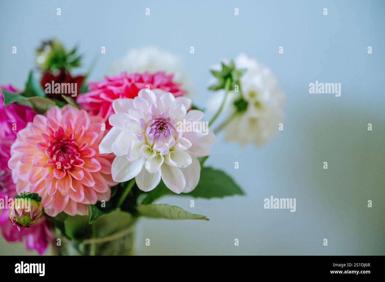 bouquet de dahlia avec des fleurs rouges, blanches et roses sur fond bleu Banque D'Images