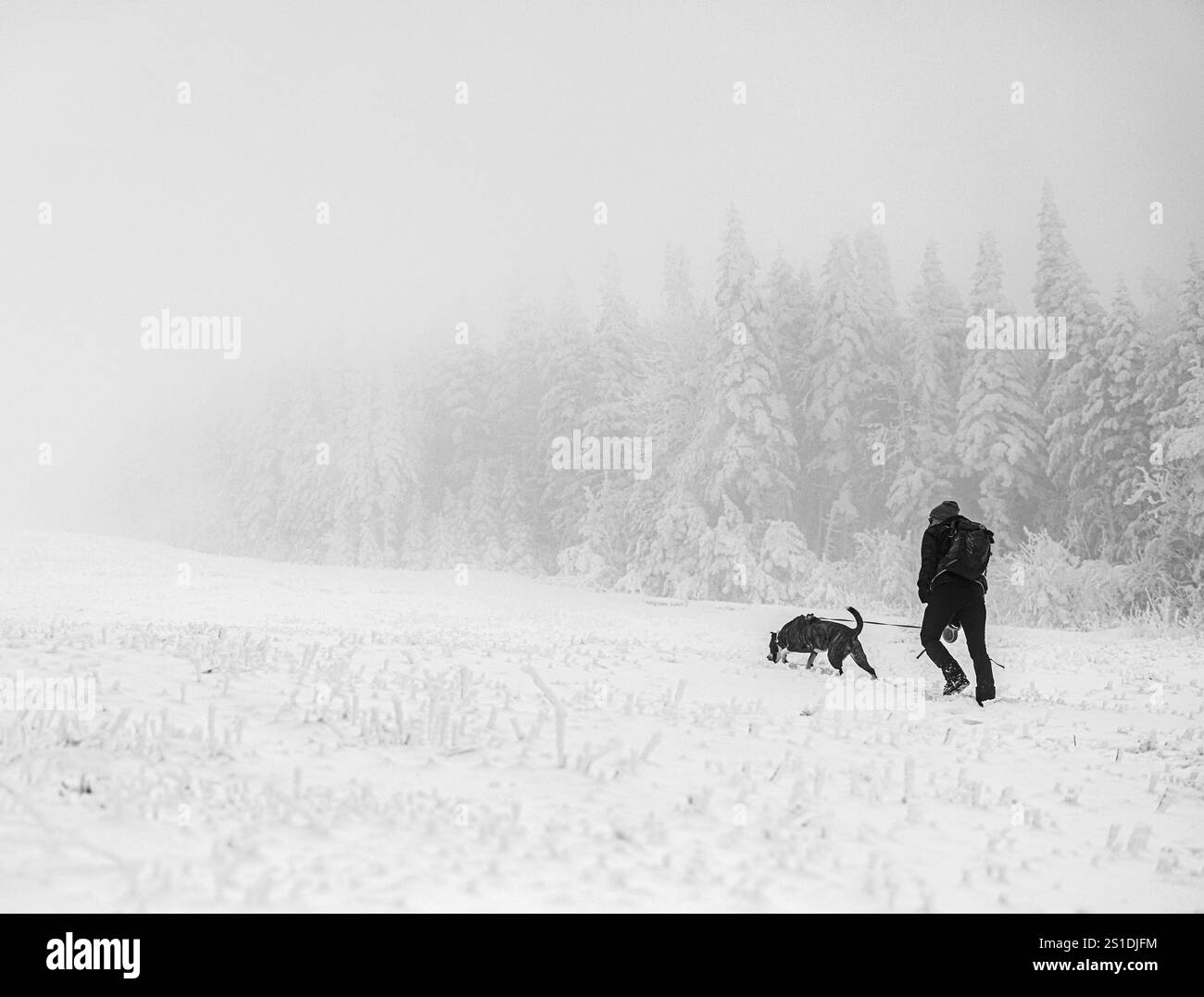 Femme promène son chien à travers la scène hivernale glacée et enneigée brumeuse Banque D'Images