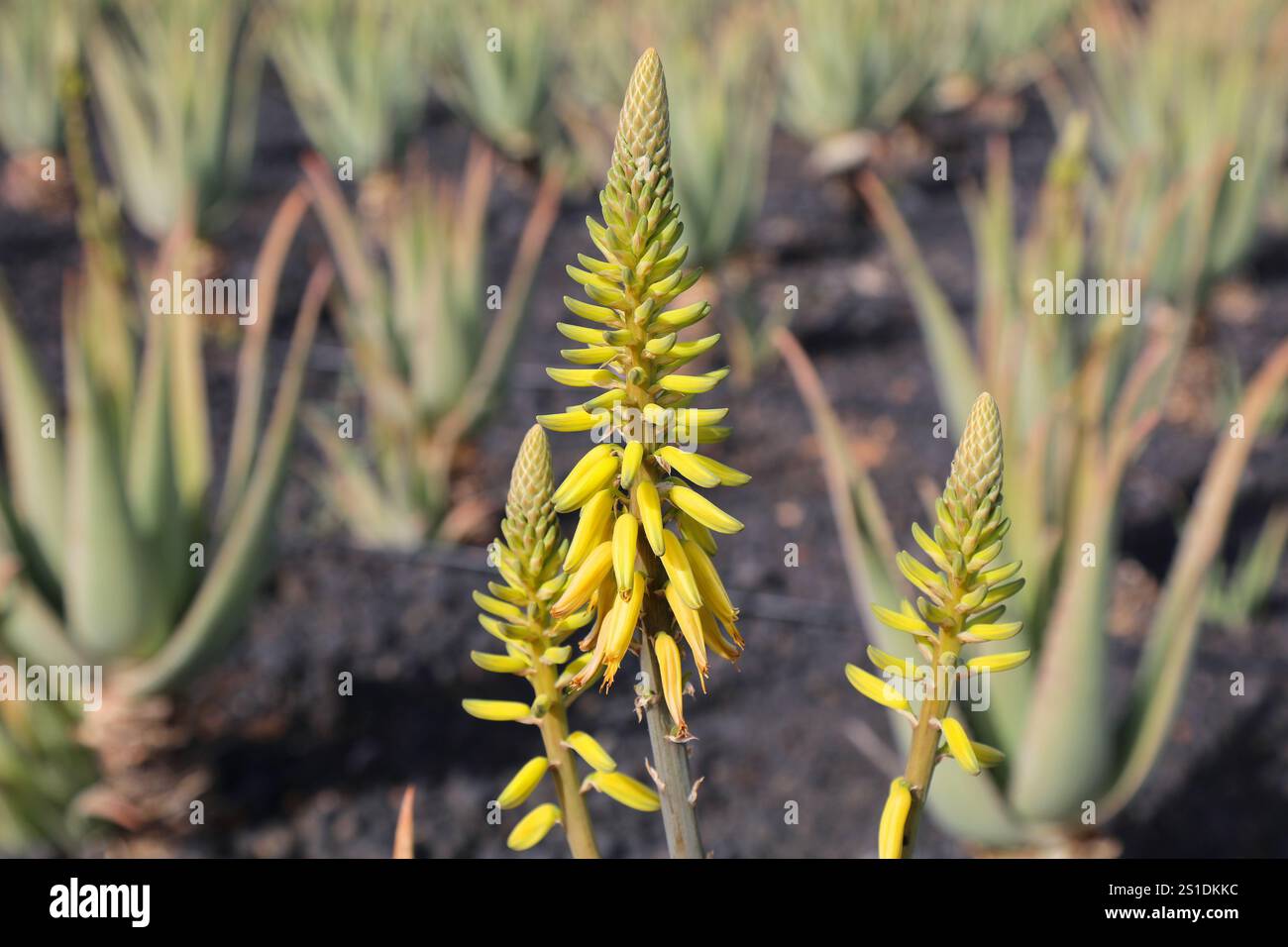 Aloe vera plante médicinale succulente à feuilles persistantes. Plantation d'Aloe vera à Fuerteventura, îles Canaries. Banque D'Images