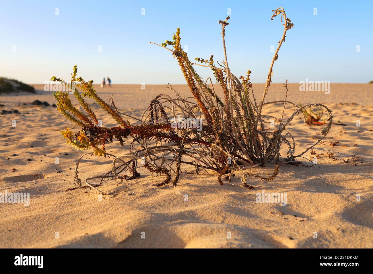 Nature de l'île de Fuerteventura. Espèces végétales des îles Canaries : Euphorbia paralias (Euphorbia paralias). Banque D'Images