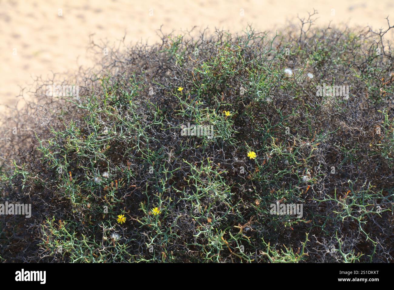 Nature de l'île de Fuerteventura. Espèces végétales des îles Canaries : Launaea arborescens arbuste fleuri. Banque D'Images
