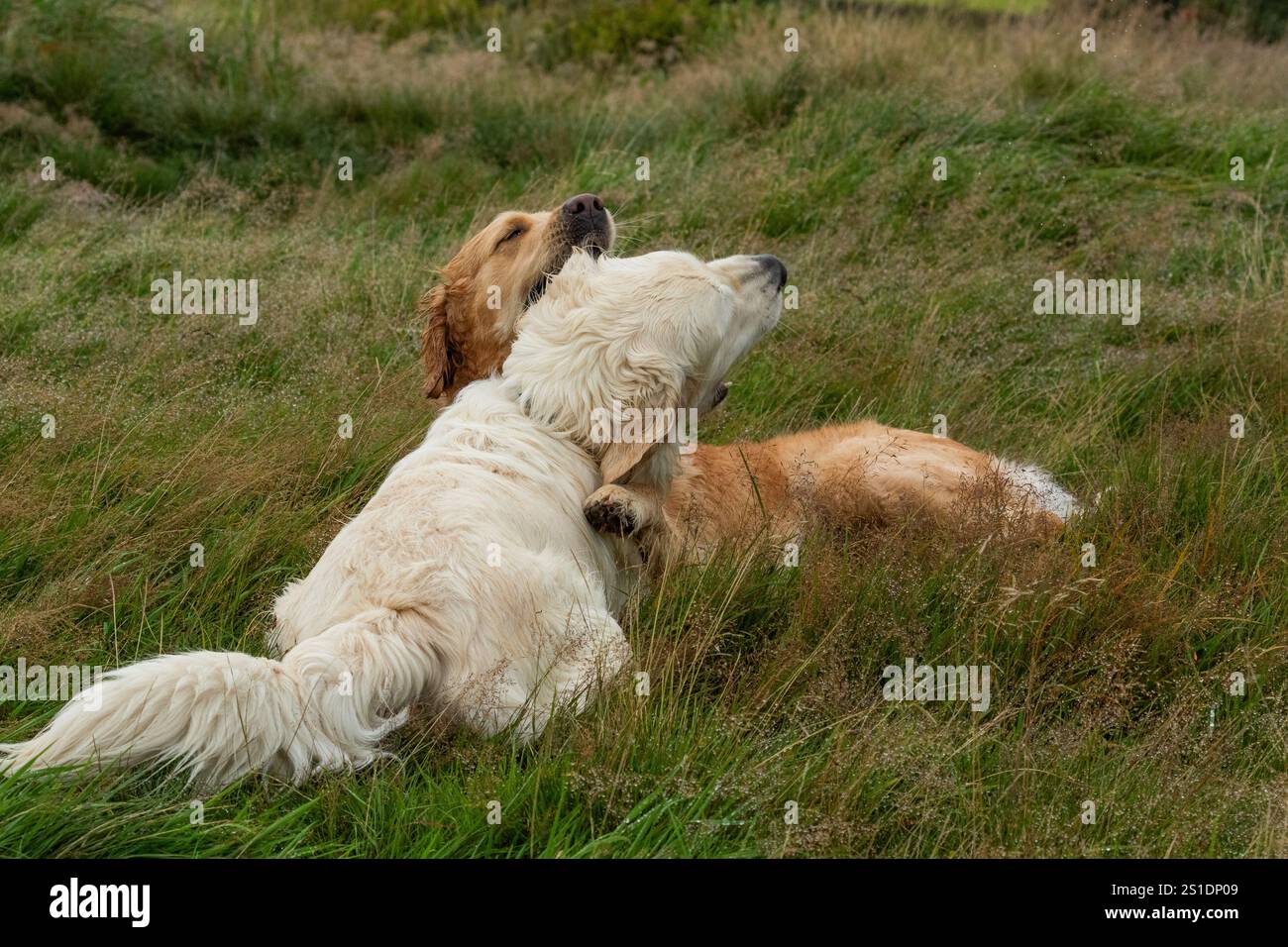 Deux Golden retrievers jouant ensemble sur l'herbe, l'un est doré et l'autre pâle. Jeu de chien, amis de chien. comportement ludique du chien. Banque D'Images