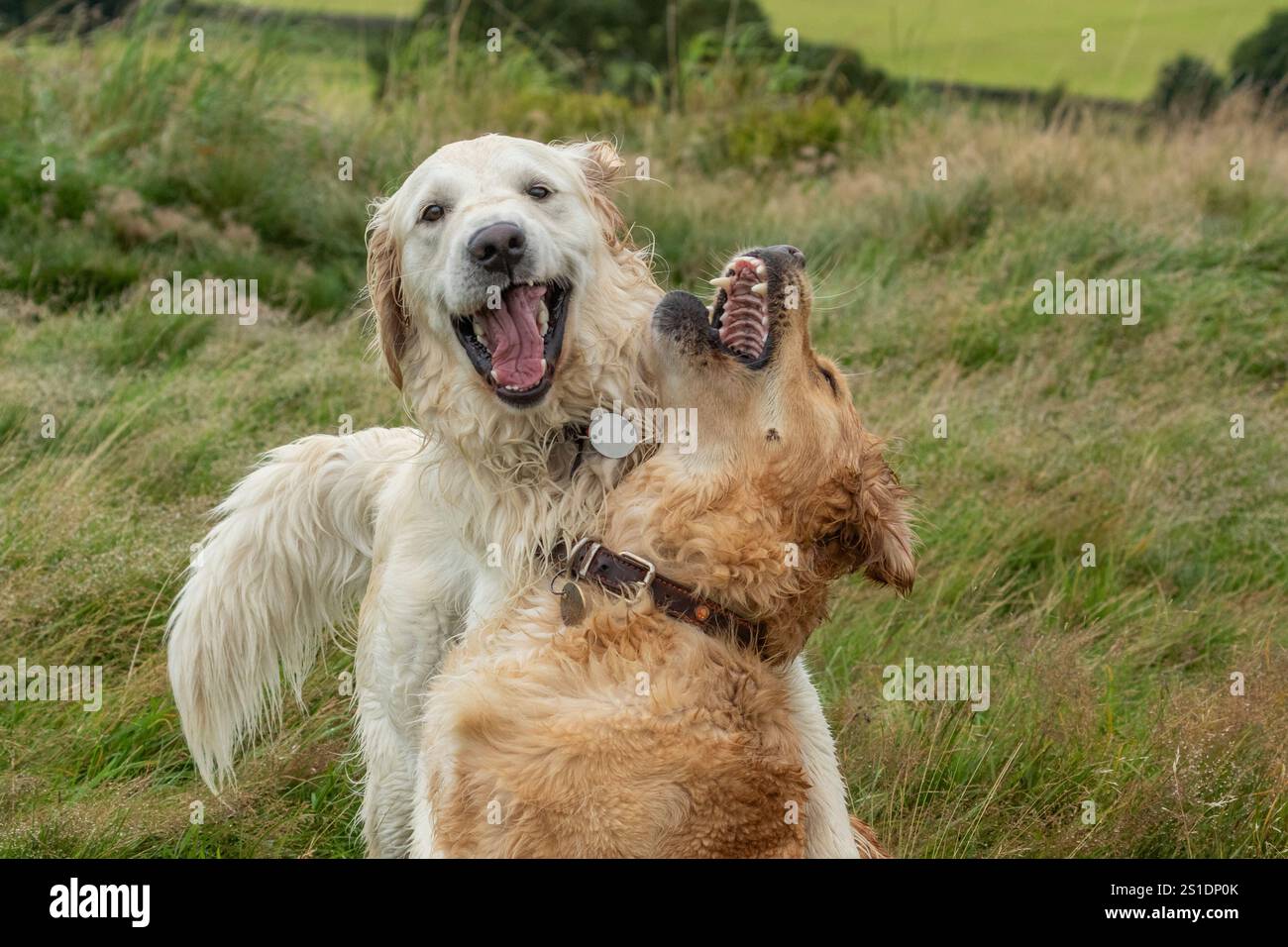 Deux Golden retrievers jouant ensemble sur l'herbe, l'un est doré et l'autre pâle. Jeu de chien, amis de chien. comportement ludique du chien. Banque D'Images