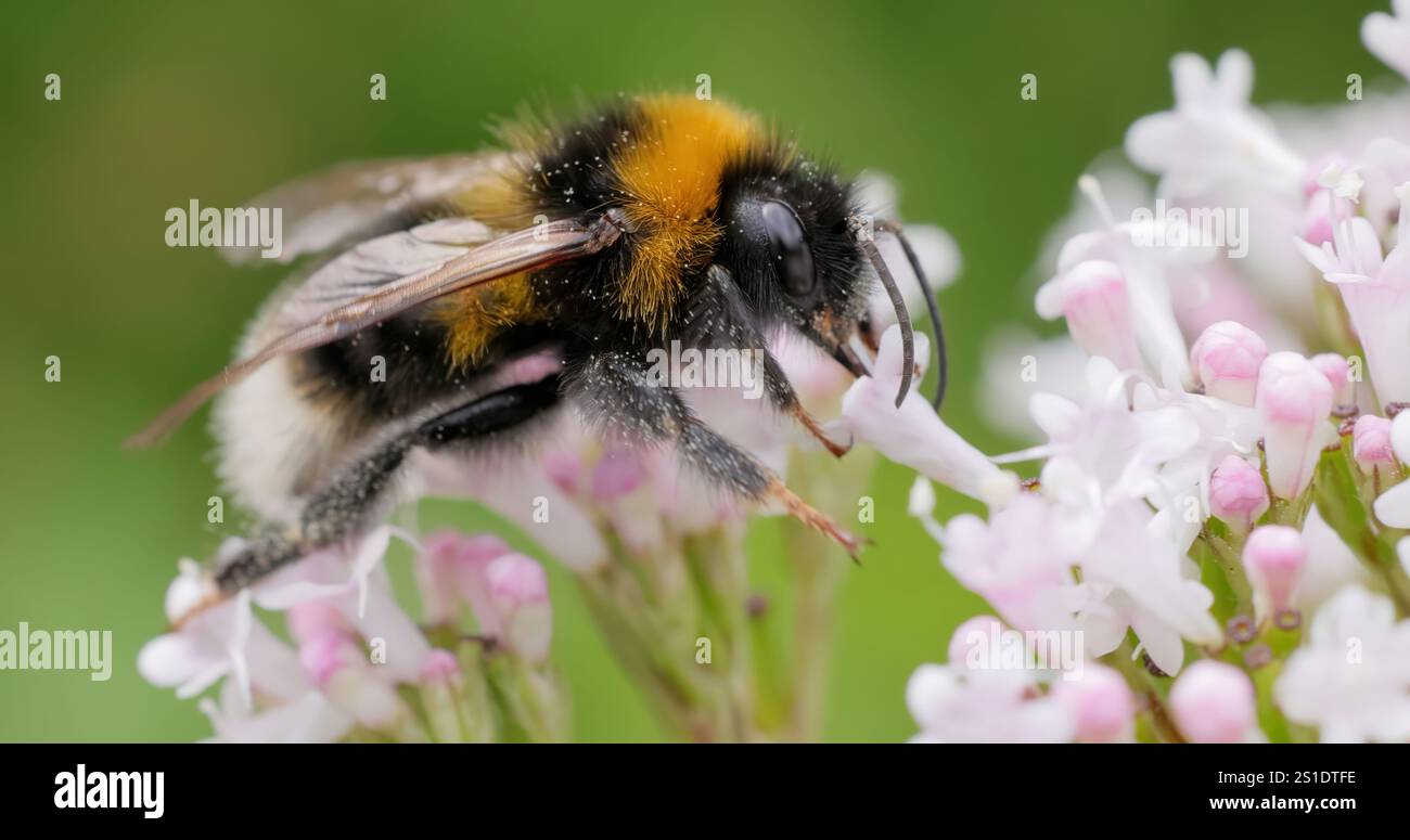 Le bourdon recueille le nectar des fleurs au jour ensoleillé. Banque D'Images