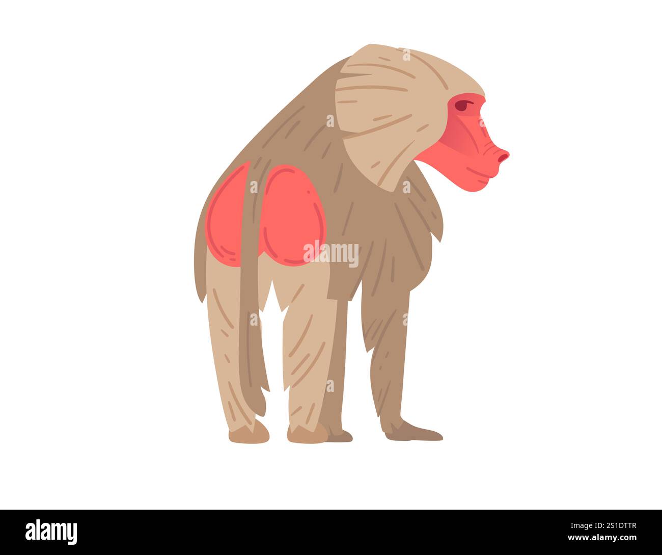 Babouin de dessin animé du dos avec croupe rouge, mettant en valeur la texture détaillée de la fourrure. Idéal pour le matériel éducatif, les illustrations sur le thème de la faune et les anima Illustration de Vecteur