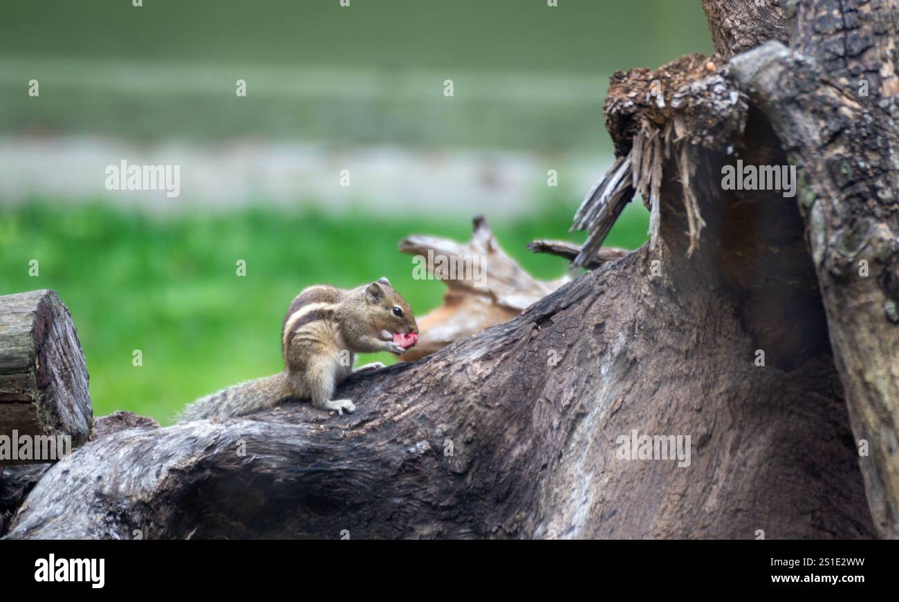 Gros plan d'un écureuil mangeant sur une branche d'arbre. Banque D'Images
