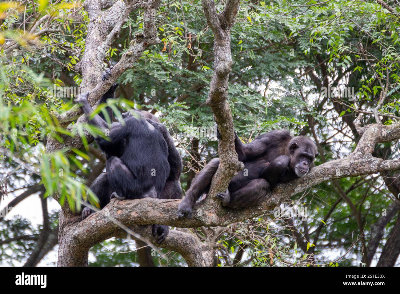 Gorilles assis sur une branche d'arbre dans un zoo Banque D'Images