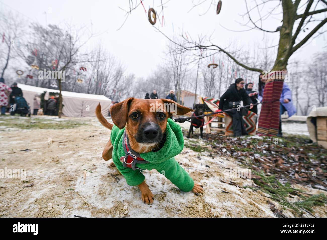 LVIV, UKRAINE - 29 DÉCEMBRE 2024 - Un chien en veste d'hiver court pendant l'événement caritatif Bazaar of Good organisé pour soutenir les animaux errants, Lviv, dans l'ouest de l'Ukraine. Banque D'Images