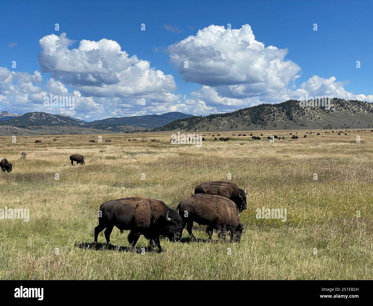 Troupeau de buffles américains dans la chaîne de montagnes du parc national de Grand Teton, Wyoming, États-Unis - Image de stock capturée avec un smartphone Troupeau de buffles américains dans la chaîne de montagnes du parc national de Grand Teton, Wyoming, États-Unis - Image de stock capturée avec un smartphone