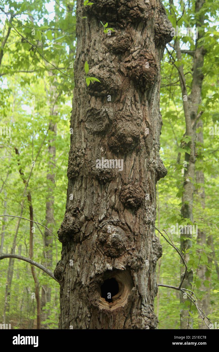 Virginie, États-Unis. Tronc d'arbre dans les bois avec de nombreuses ronces sur son tronc. Banque D'Images