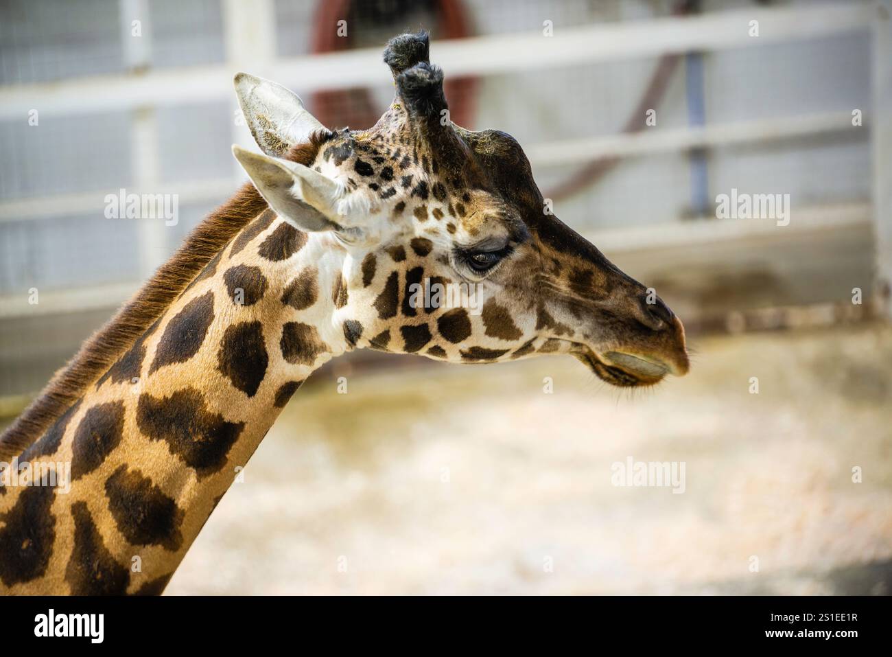 Granby, Québec - 2 janvier 2025 : girafe dans le zoo de Granby en hiver Banque D'Images