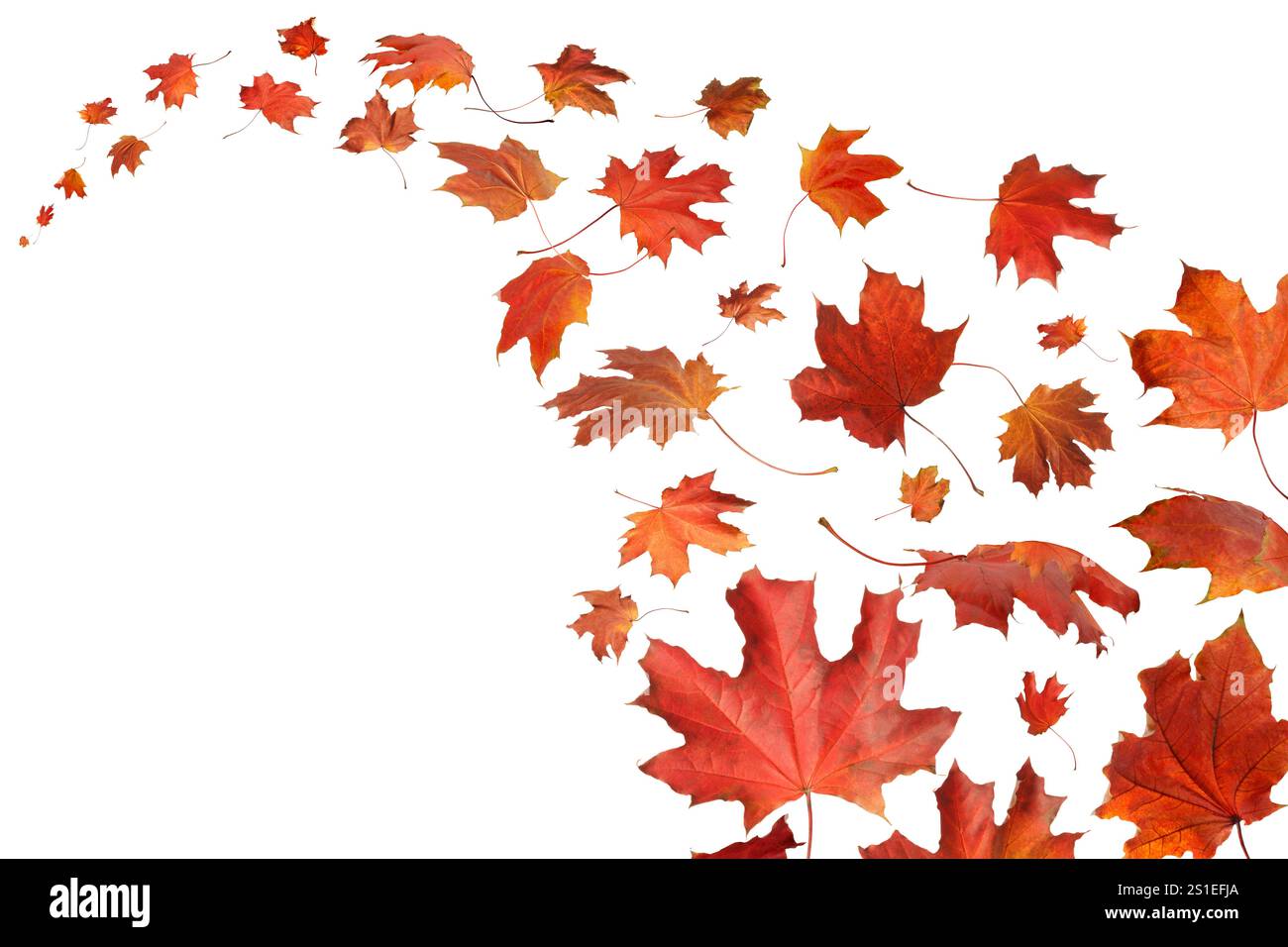 Un fond blanc avec un bouquet de feuilles rouges d'automne dispersées à travers lui. Feuilles ils sont disposés de manière à créer une sensation de mouvement et de flux Banque D'Images