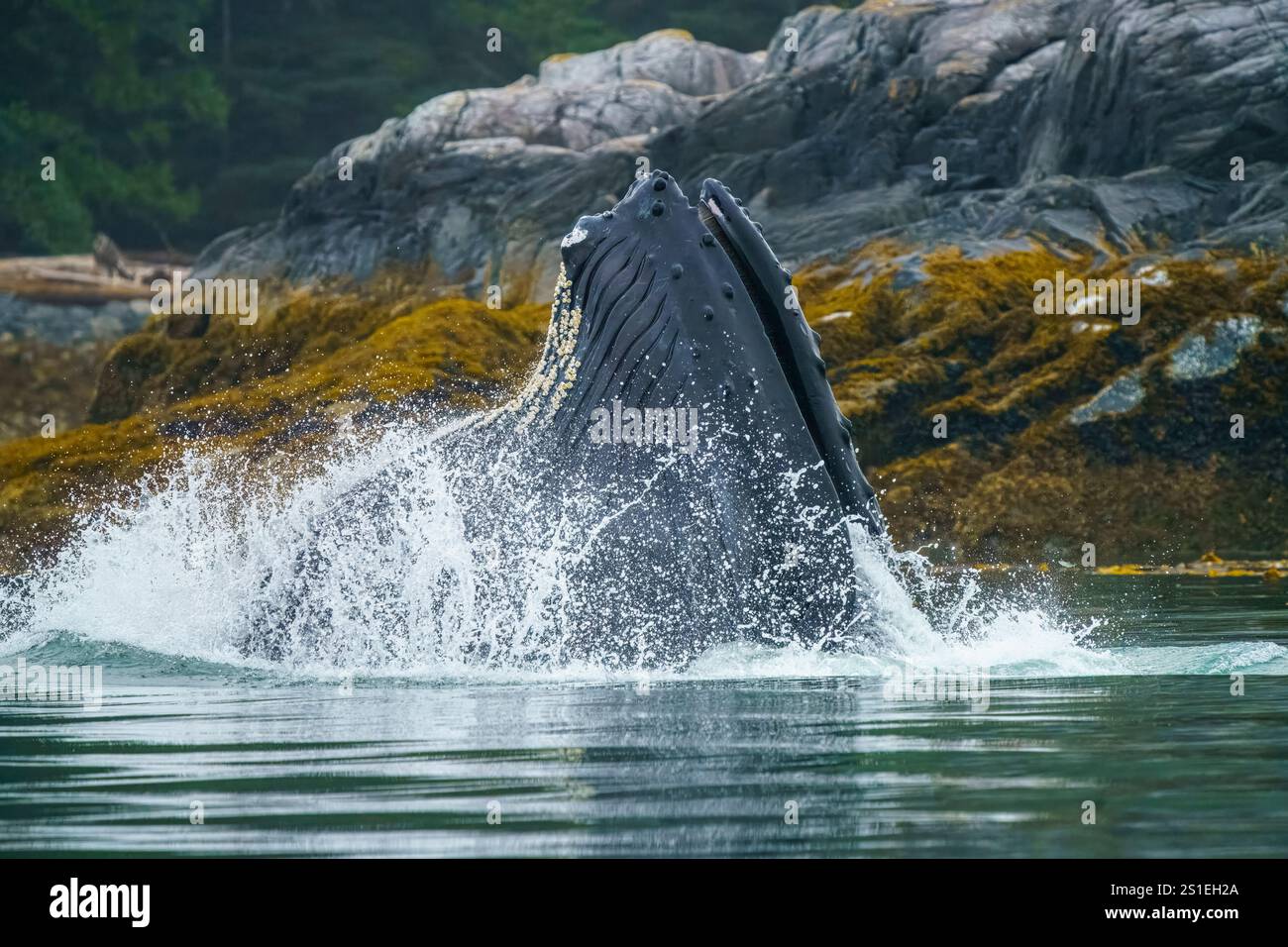 Fente de baleine à bosse se nourrissant très près du rivage à marée basse à Knight Inlet, territoire traditionnel de la première nation Da’Naxda’xw Awaetlala, Banque D'Images