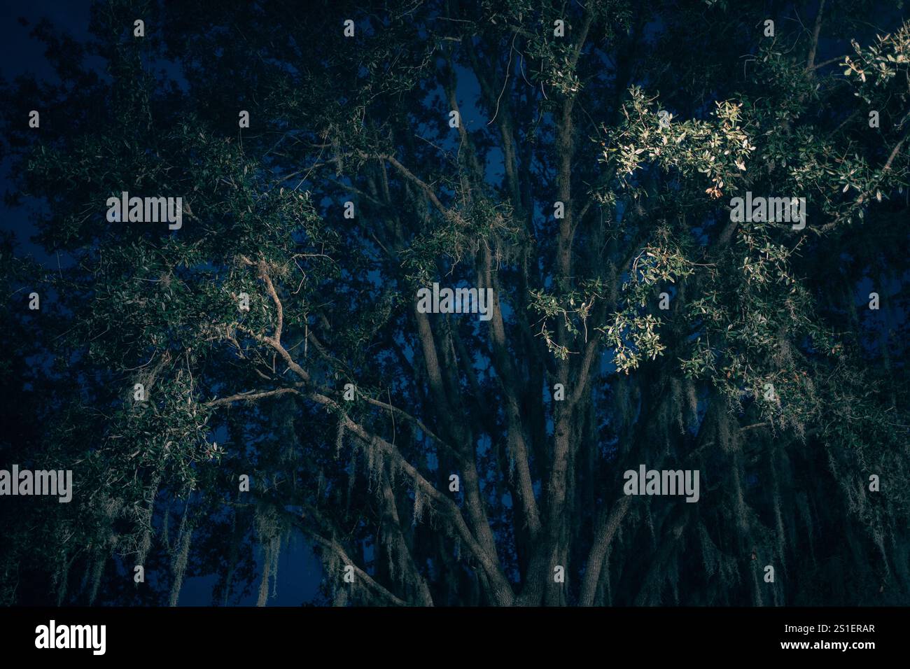 Un grand chêne la nuit à Palatka, Floride Banque D'Images