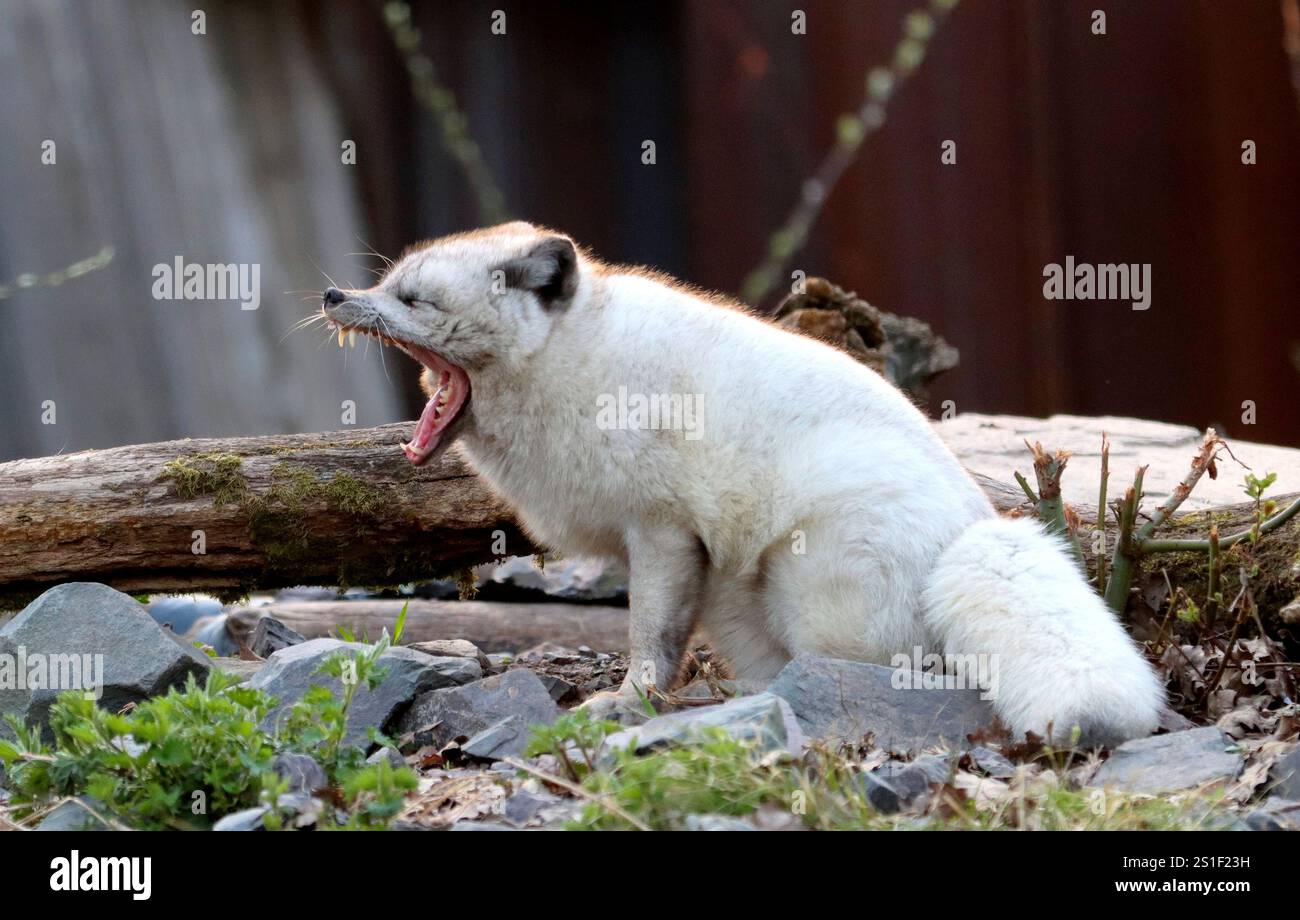 Renard arctique / Renard polaire Banque D'Images