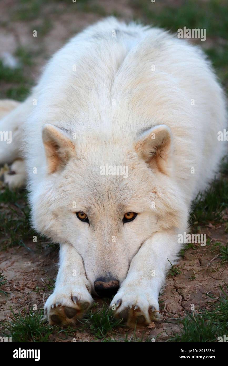 Arctic Wolf / Loup de l'arctique Banque D'Images