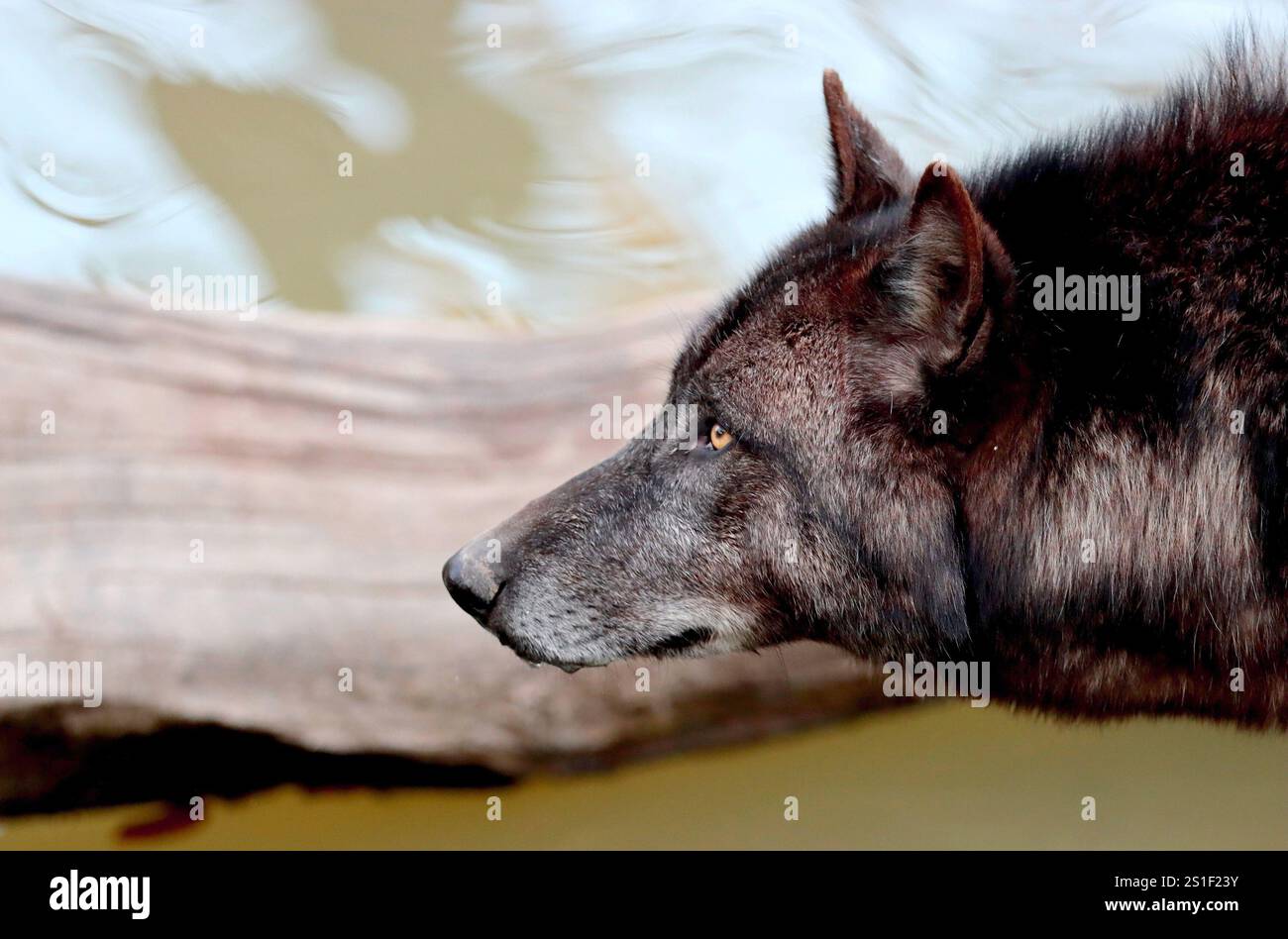Timberwold / Loup de l'ouest canadien Banque D'Images