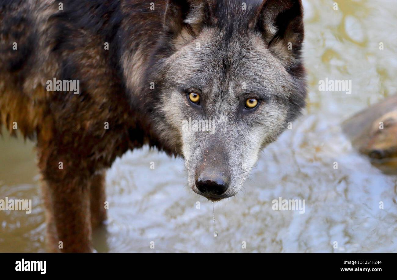 Timberwolf / Loup de l'ouest canadien Banque D'Images