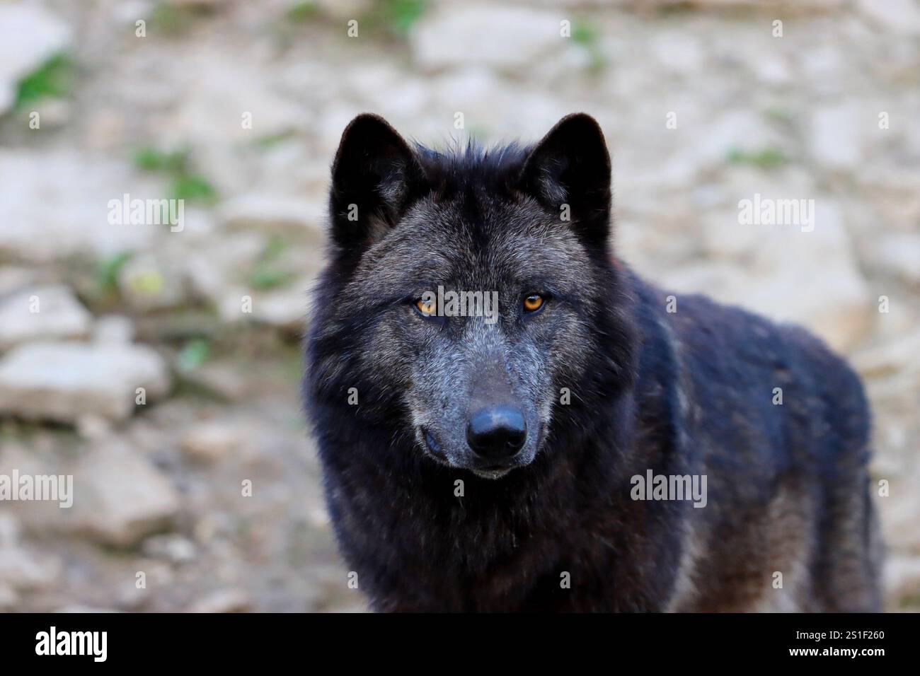 Timberwolf / Loup de l'ouest canadien Banque D'Images