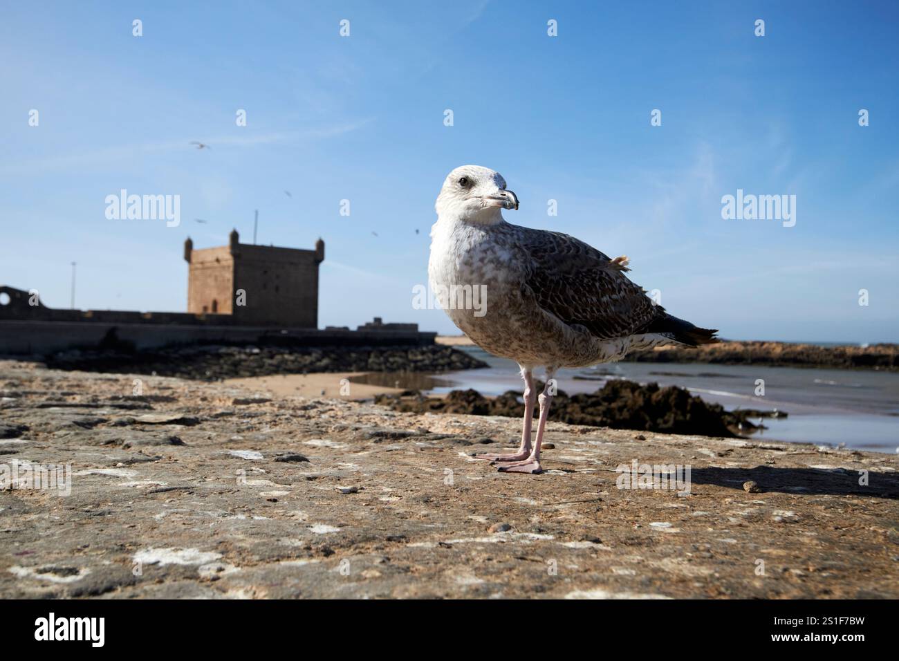 goéland hareng sur un mur avec skala du port en arrière-plan essaouira, maroc Banque D'Images