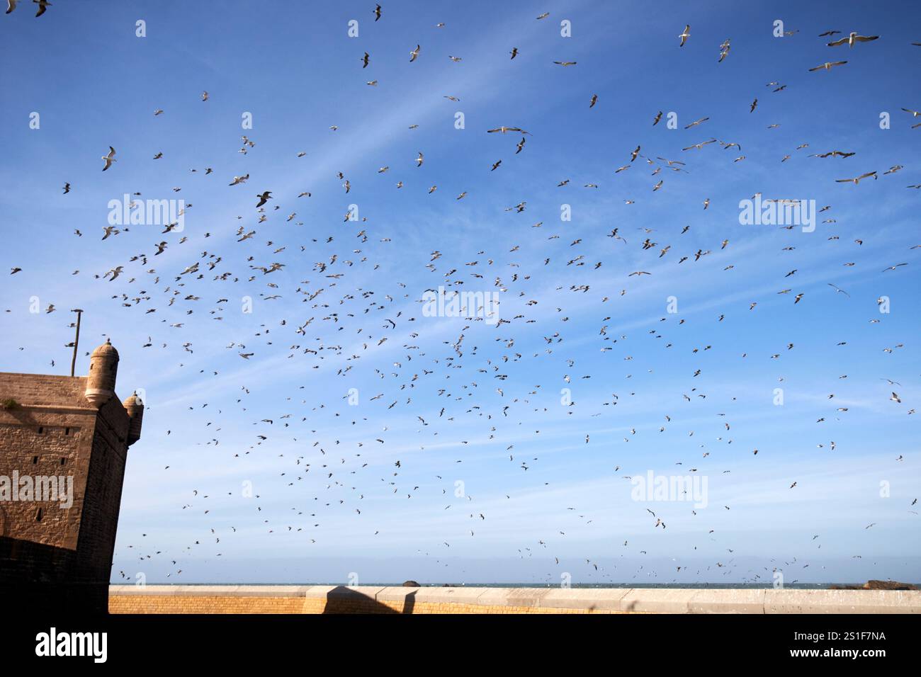 troupeau d'oiseaux au-dessus des fortifications portuaires et skala du port essaouira, maroc Banque D'Images